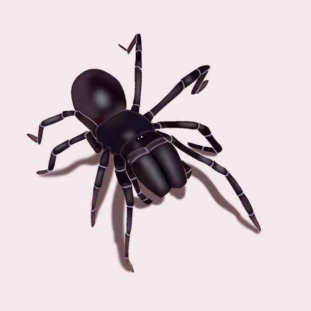 Black purse web spider