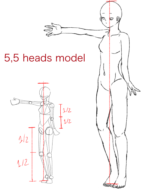 proportions anatomy (5,5 heads model)