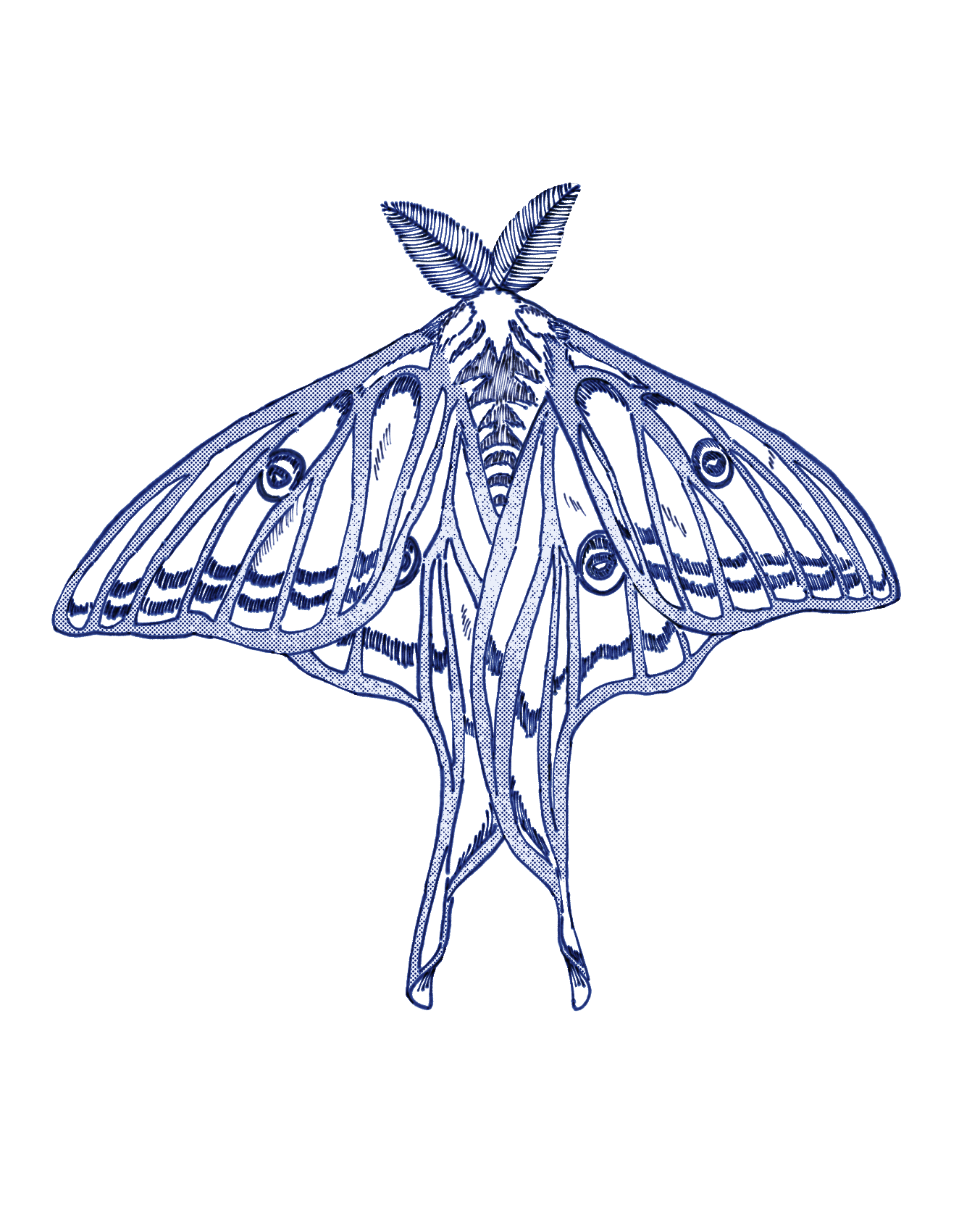 Graellsia isabellae moth - ibisPaint