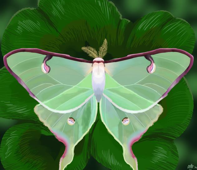 Luna Moth