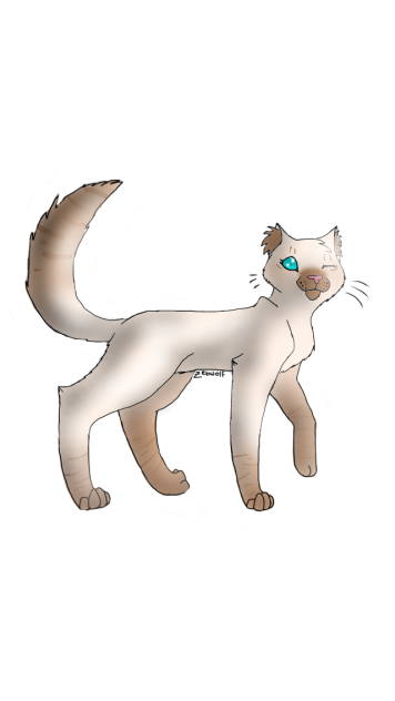 Color-point Cat