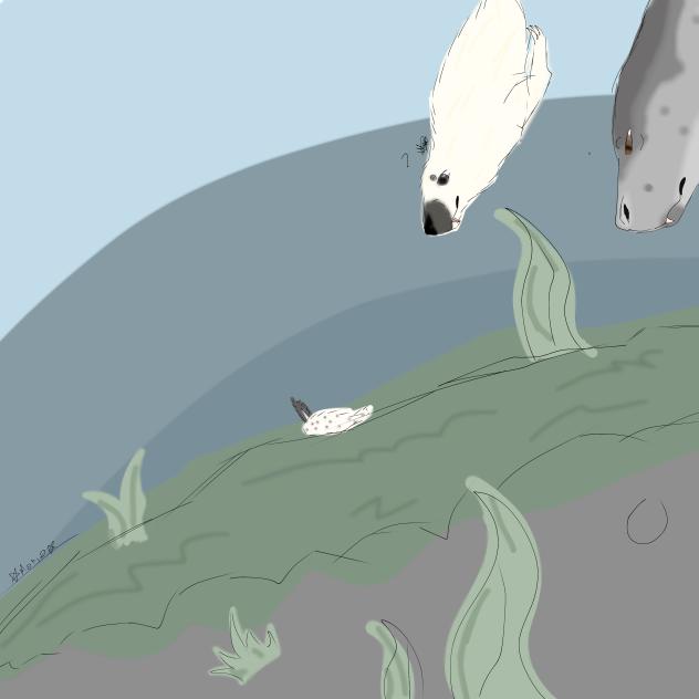 the seals and the sea bunny