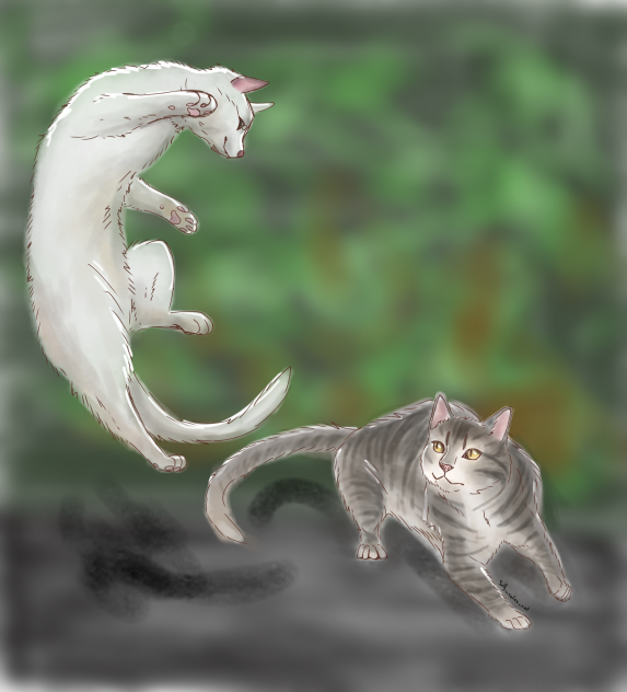 Catfight