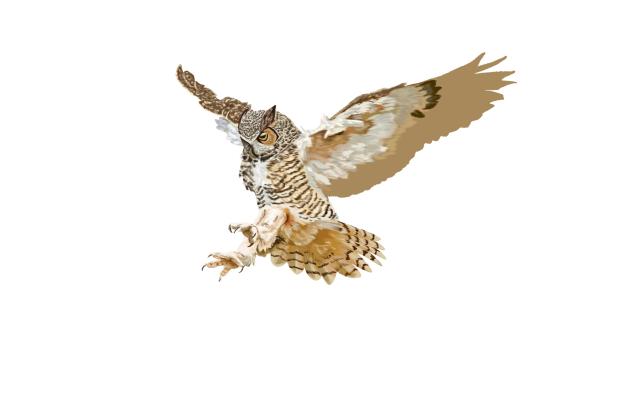 Owl coloring practice WIP