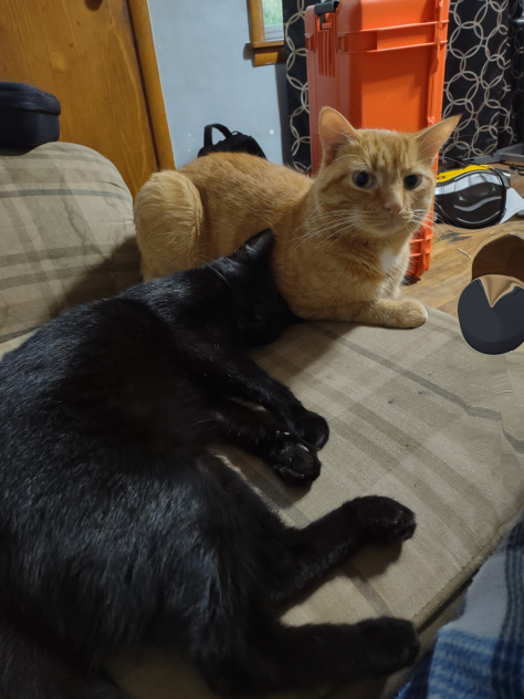 my Catos are on sale