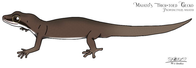 Maiato's Thick-toed Gecko