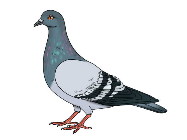 Rock Dove2