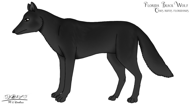 Florida Black Wolf