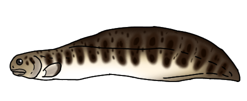 Tarrasius problematicus
