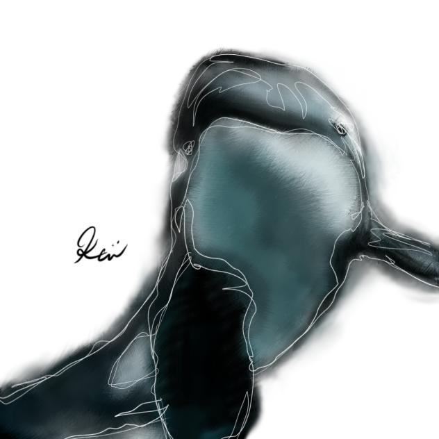 シャチ　Orca