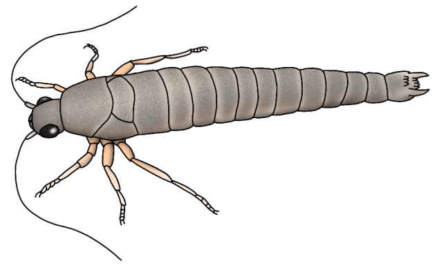 Strudiella devonica render