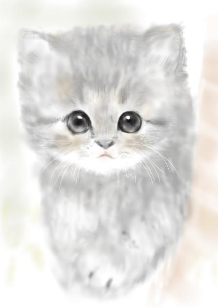 ねこ14