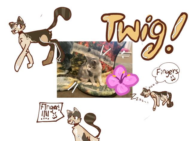 TWIG!