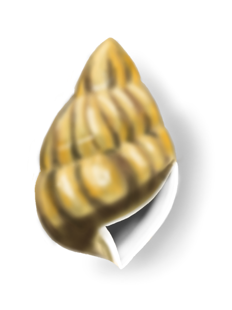 貝