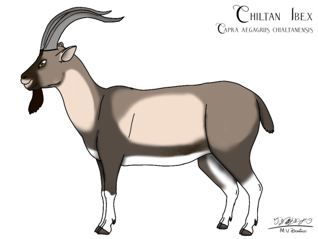 Chiltan Ibex
