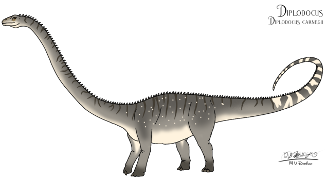 Diplodocus carnegii