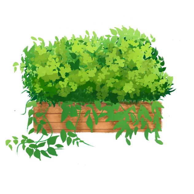 Summer plant
