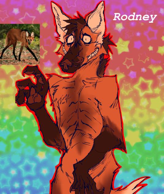 Rodney the maned wolf