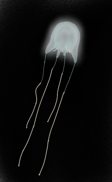 Irukandji