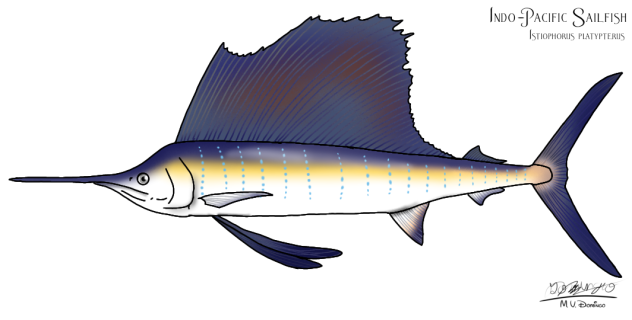 Indo-Pacific Sailfish