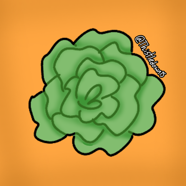 Draw Cabbage