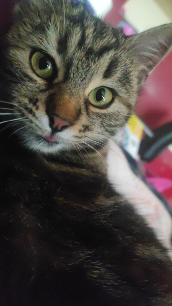 my cat 🐈