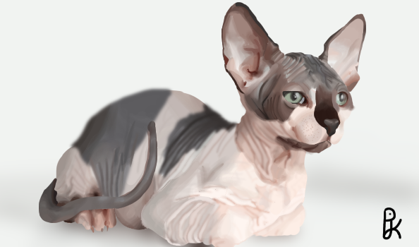 Sphinx Cat [REPOST]