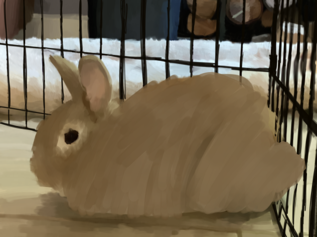 Bunny !,,,,