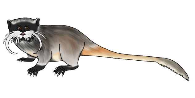 Bearded Emperor Tamarin2