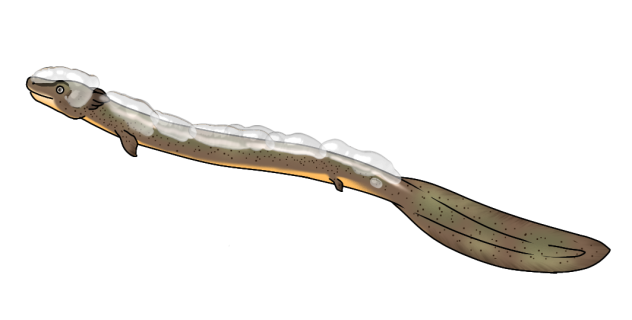 Olive Slime Siren3