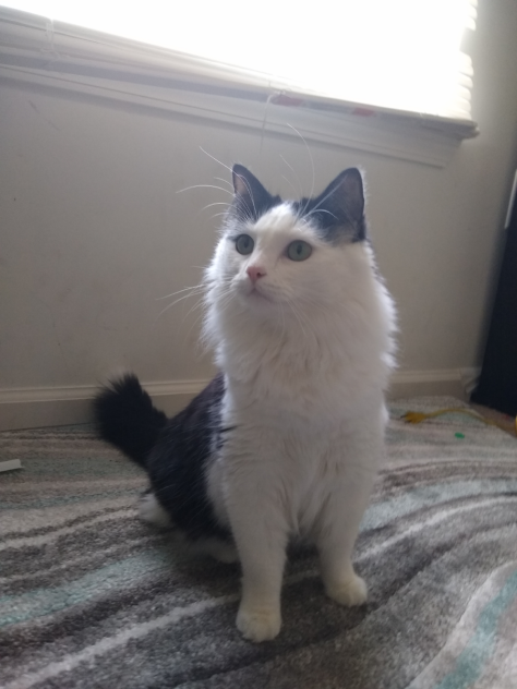 Pic of my cat for Akina Niko