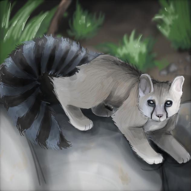 Trying to draw a ring-tailed cat