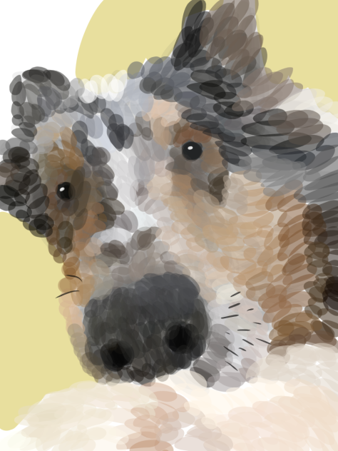 うちの愛犬
