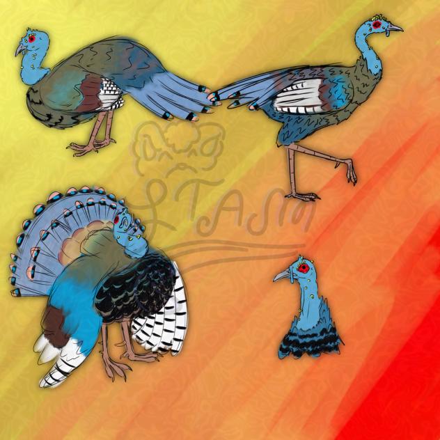 Ocellated Turkey