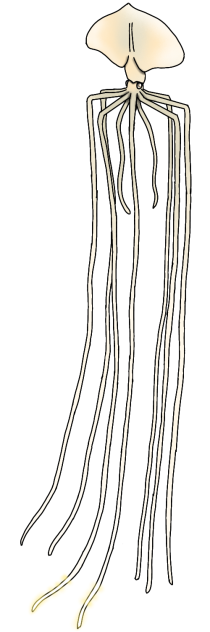 Reinachan Bigfin Squid glows render