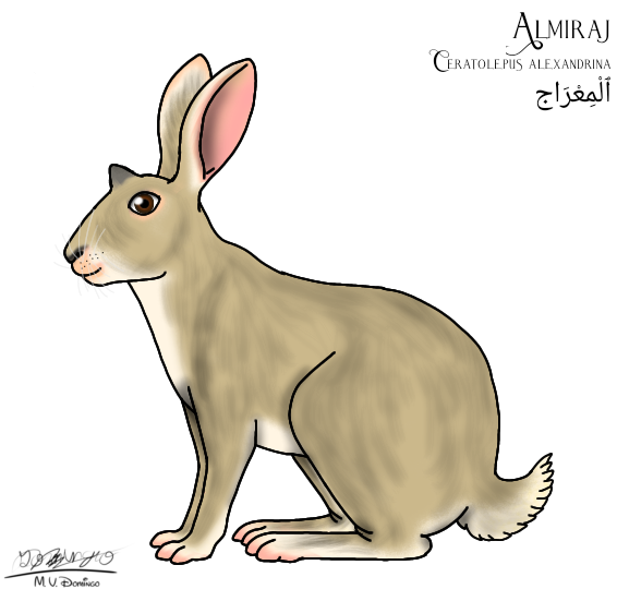 Almiraj (2023) female