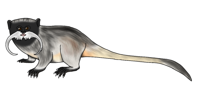 Black-chinned Emperor Tamarin2