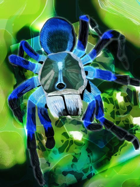 Cobalt blue tarantula 1