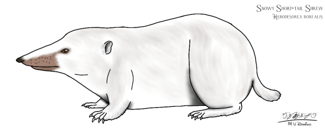 Snowy Short-tail Shrew