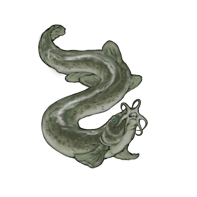Squiggles, the loach