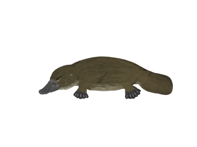 カモノハシ