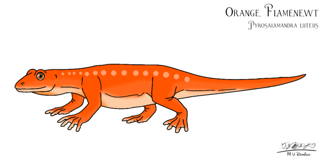 Orange Flamenewt