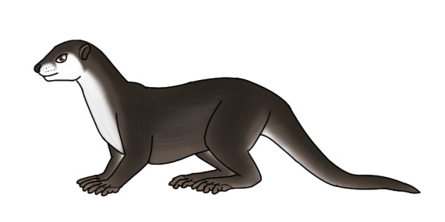 Asian Small-clawed Otter
