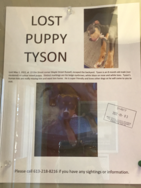 A lost pup Tyson help find him