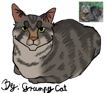 Drawing random cat breeds part 2