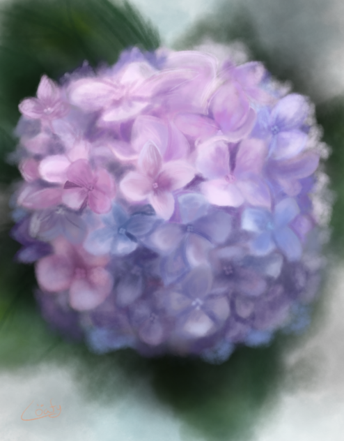 紫陽花