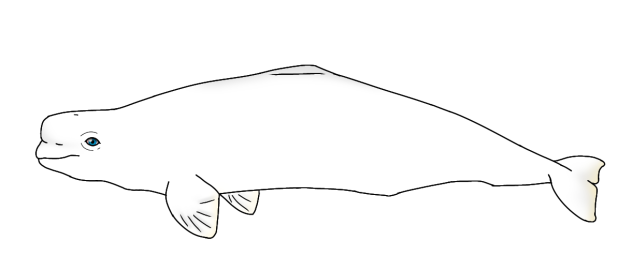 Beluga whale