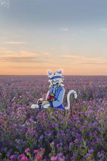 Lavender Fields and Tea