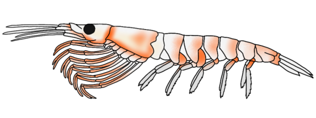 Antarctic Krill render