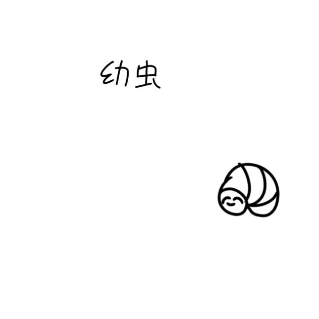 ローリングカブトムシ